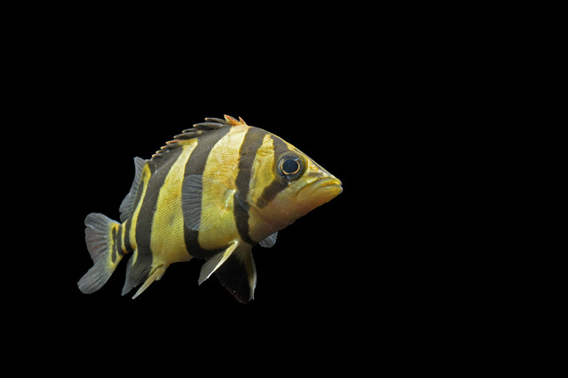 ダトニオプラスワン Sサイズ 5ｃｍ 3匹セット Kumaz Company