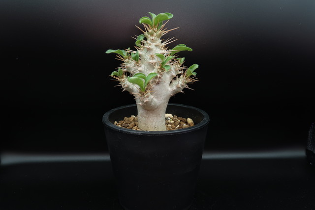 枚数限定 大株 パキポディウム サンデルシー 発根済 塊根植物 コーデックス 人気急増 発根済み 個性的 格好良い インテリア サウンデルシー プラ鉢 国内正規品 限定 Www Dmaa At