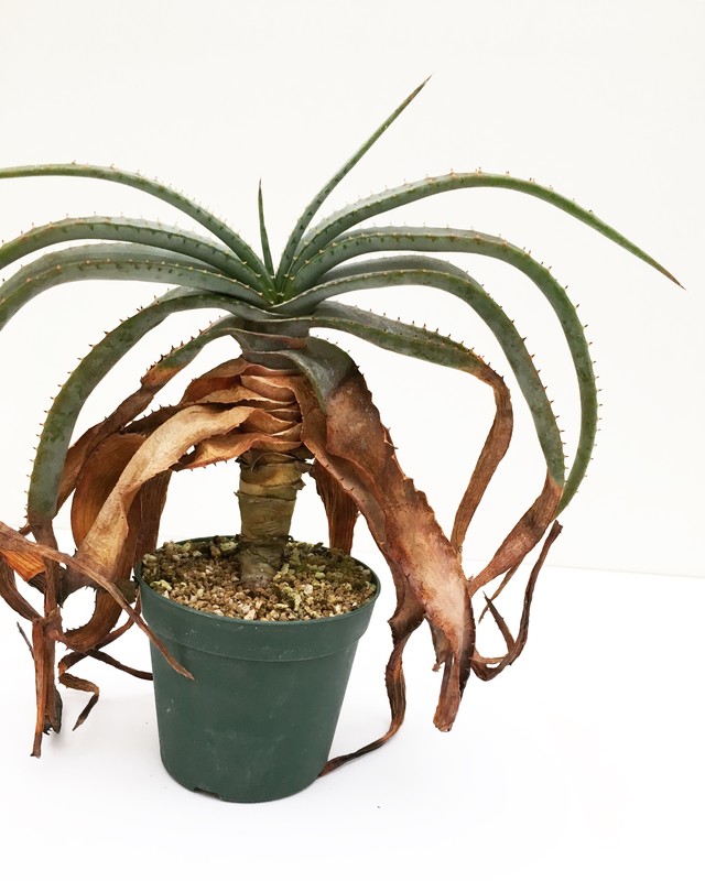 アロエ スプラフォリアータ Aloe Suprafoliata Spg For Sale