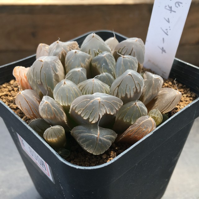 紫オブツーサ Rupo 多肉植物専門店