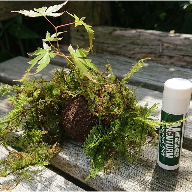 上品で涼し気な スグに作れるミニ苔玉キット 植物なし 苔玉用土 苔 巻き付け用テグスセット クリックポスト全国送料無料 ナチュライフ