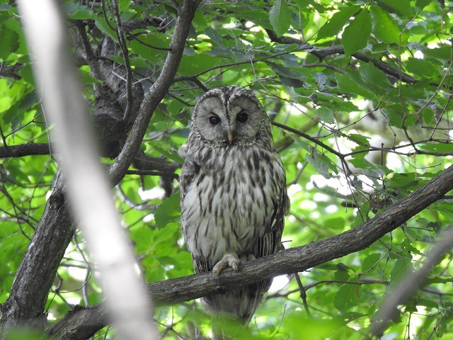 フクロウの写真 額付き 写真屋 写真家 依田清一