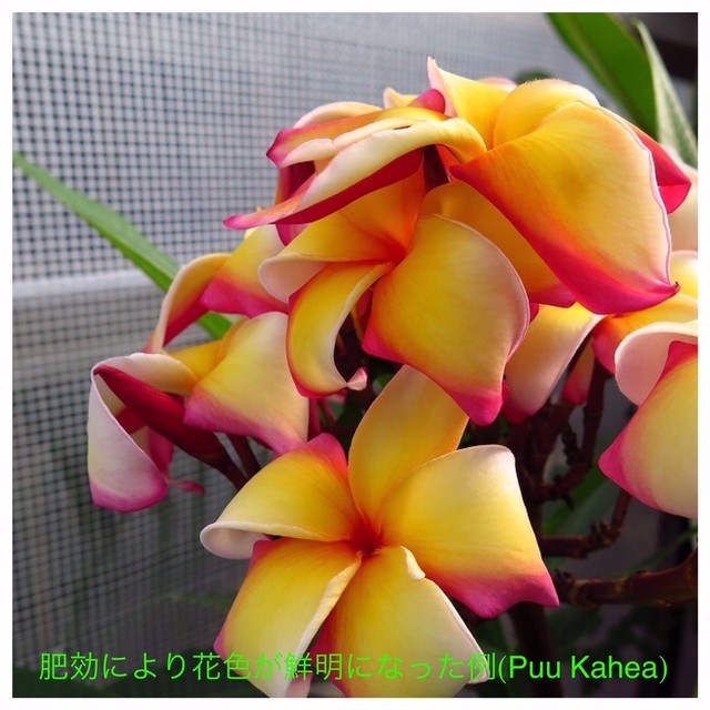 プルメリアの開花促進に最適 魅惑の有機肥料 Happy Plumeria 10個セット Plumeria Exchange By Tropical Village