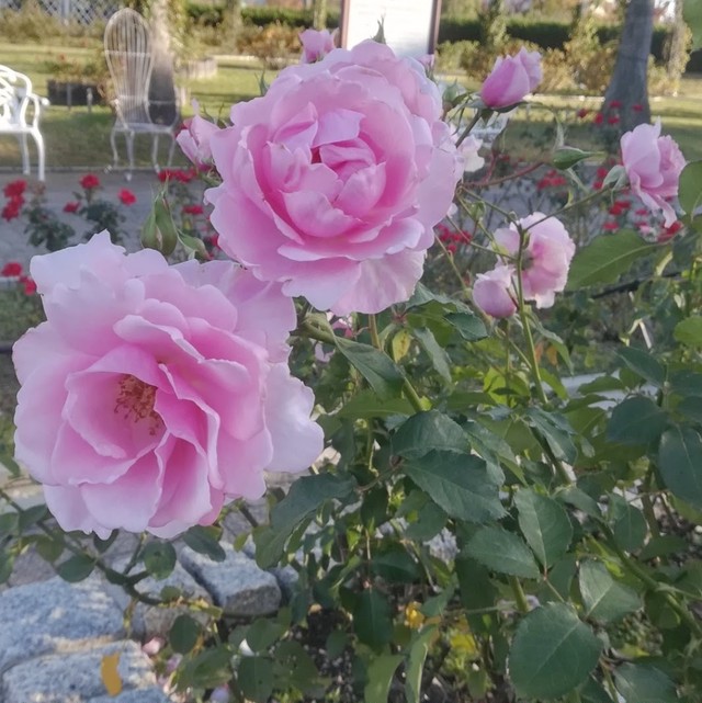 フロリバンダ Floribunda 天空のバラ園 無農薬バラ苗 花苗 クレマチス ハーブ産直販売