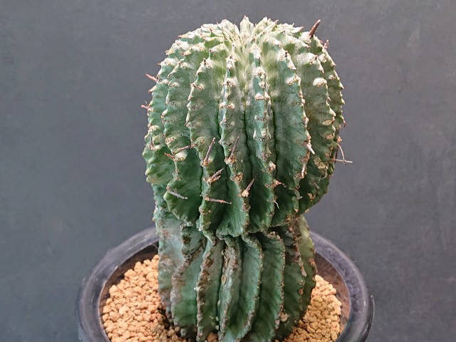 Euphorbia Horrida ユーフォルビア ホリダ B サボテンと多肉植物の店 サイベリア