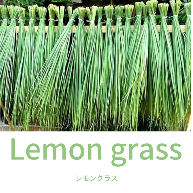 石垣島産 無農薬 レモングラスティー 乾燥葉 40g 送料無料 レターパックでお届けします 石垣島 クラフト