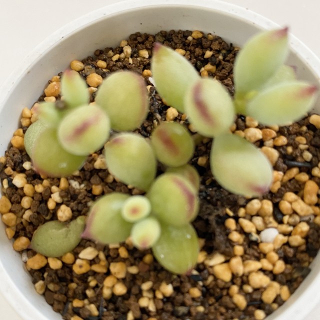 ペンデンス 多肉植物 ようせいのしっぽ