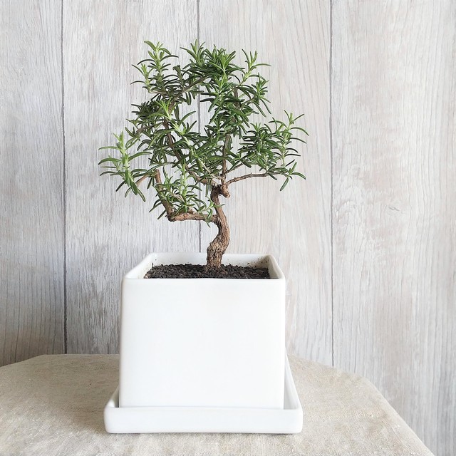 ローズマリー盆栽 サンタバーバラ Ps114 南アルプスのオリーブ畑 ながら