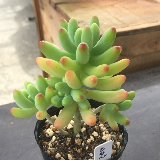 乙女心 Rupo 多肉植物専門店