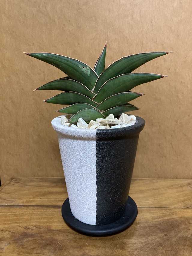 多肉植物 サンセベリア フランシシー Miztiq Plants Shelf