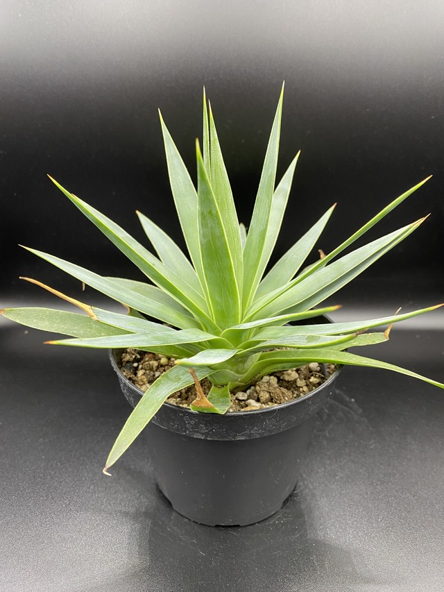 アガベ ダシーリリオイデス Agave Dasylirioides 多肉植物 観葉植物 Bios Plants
