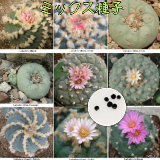 種子10粒 ロホホラミックス ロフォフォラ 多肉植物 たにくほんぽ