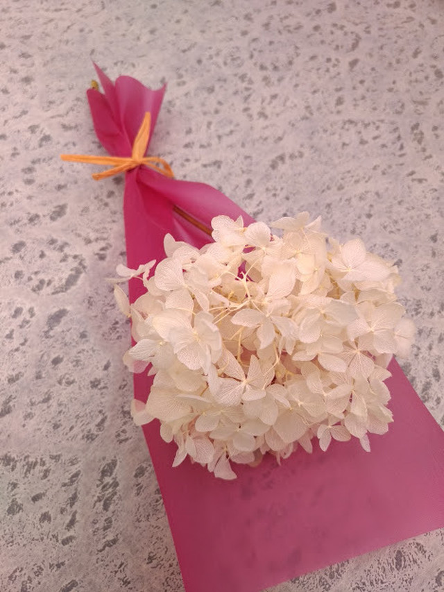 アジサイ アナベル 白 ドライフラワー Botanical Material Department