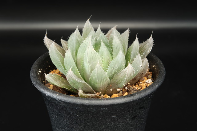 ハオルチア 巨大ベヌスタ 巨大赤線レンズ Haworthia 多肉植物 Bios Plants