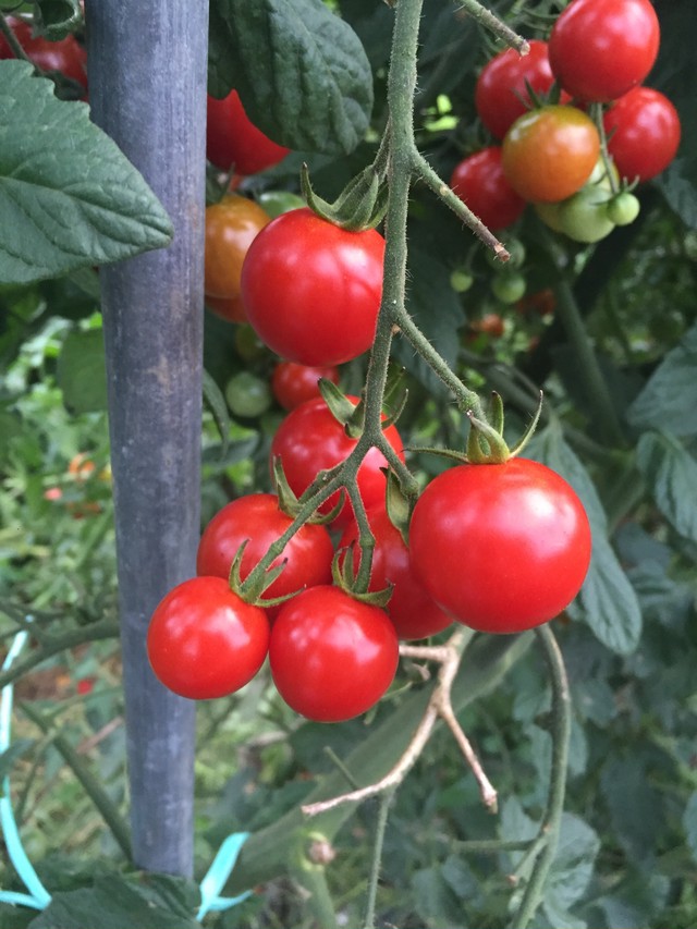 完熟ミニトマト 1kg 無肥料 無農薬 自然栽培 ふたごや農園