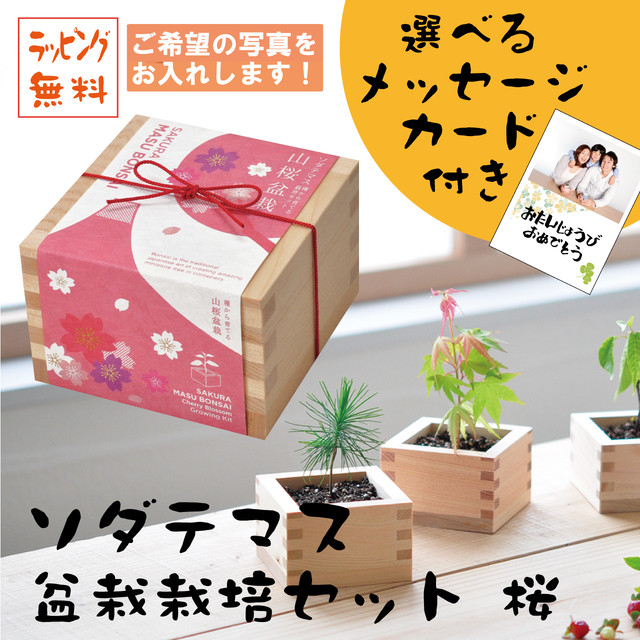 プレゼント ソダテマス 盆栽栽培セット 桜 写真入り選べるメッセージカード付き ヒノキ升 Tiamobridal