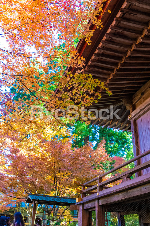 秋 紅葉 もみじの写真素材です Autumn Leaves Photo Ryostock デジタルコンテンツ販売