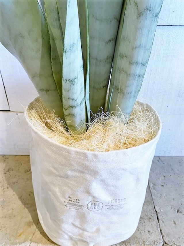 サンスベリア ローレンチシルバー キャンバス地鉢カバー付き ６号鉢サイズ Botanical56