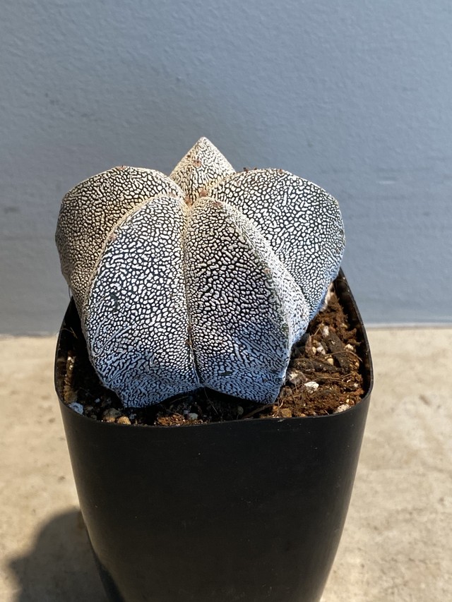 Astrophytum 恩塚ランポー 磐石 実生 Hanacho Exotics Plants