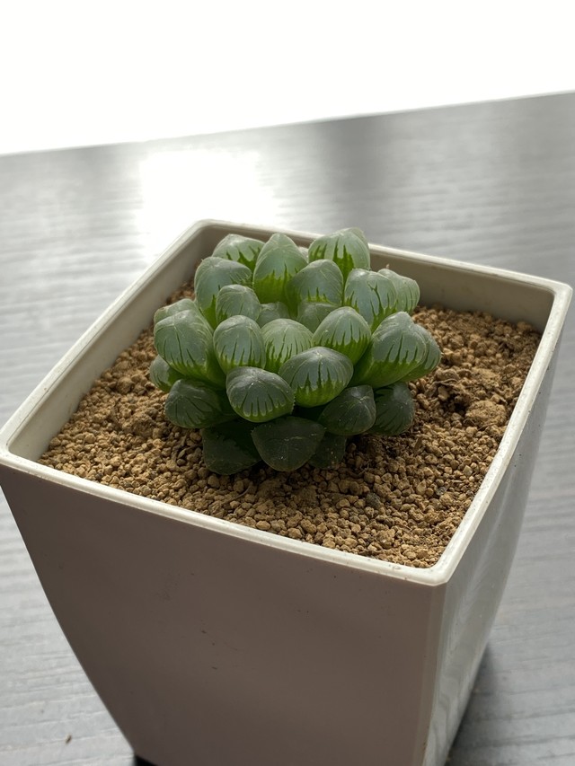 ハオルチア 雫石 オブツーサ トルンカータ Haworthia 多肉植物 Bios Plants