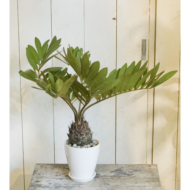 ザミア プミラ Yp 14 5号 Neo Green