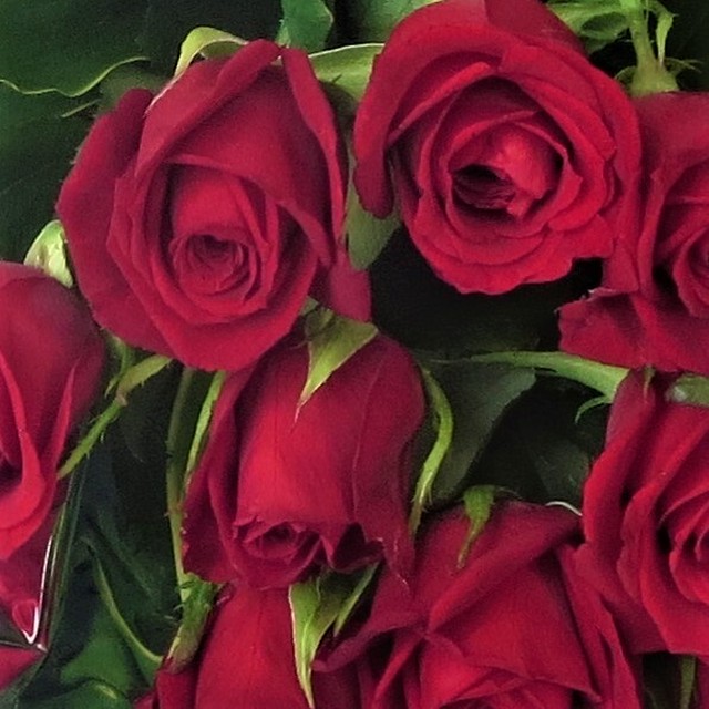 豊川の赤薔薇 サムライ 12本で作成した花束 誕生日祝 結婚記念日 フラワーブティック さいとう