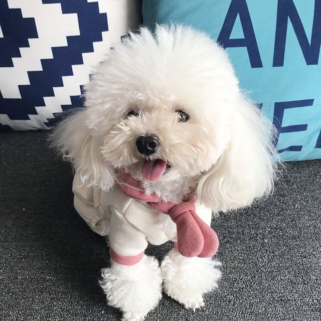 セーラー襟オールインワン つなぎ ズボン 犬服 ドッグウェア 秋 冬 春 おしゃれ かわいい 小型犬 中型犬 Quel Mignon