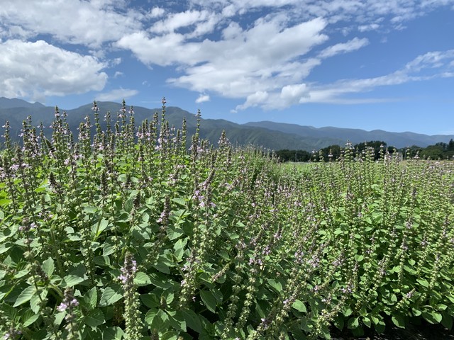 業務用 ラーマトゥルシーティー花茶葉 80ｇ 八ヶ岳花笑み菜園