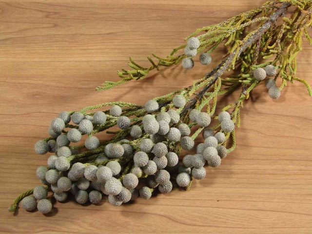 シューフライ 黒ホオズキ 黒 6本セット ドライフラワーショップ Une Brise ユヌブリーズ 川越