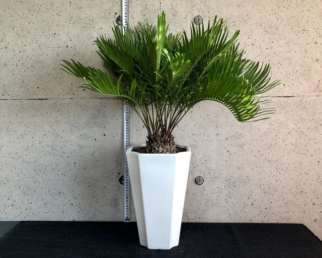希少種 ザミア フロリダーナ A 陶器鉢 Planet Plants プラネットプランツ