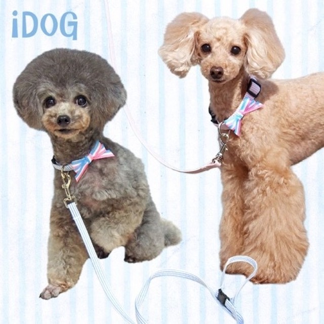 犬 首輪 リード Idog アイドッグ リード カラーセット ピンボーダー パステルボーダーリボン Sサイズ Hundehutte