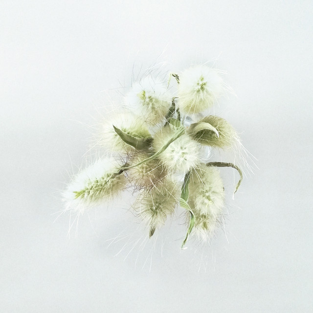 ドライフラワー ラグラス S バニーテール ウサギノオ ラビットテール グラス ナチュラル 花材 小分け 送料無料 Punkish Clow