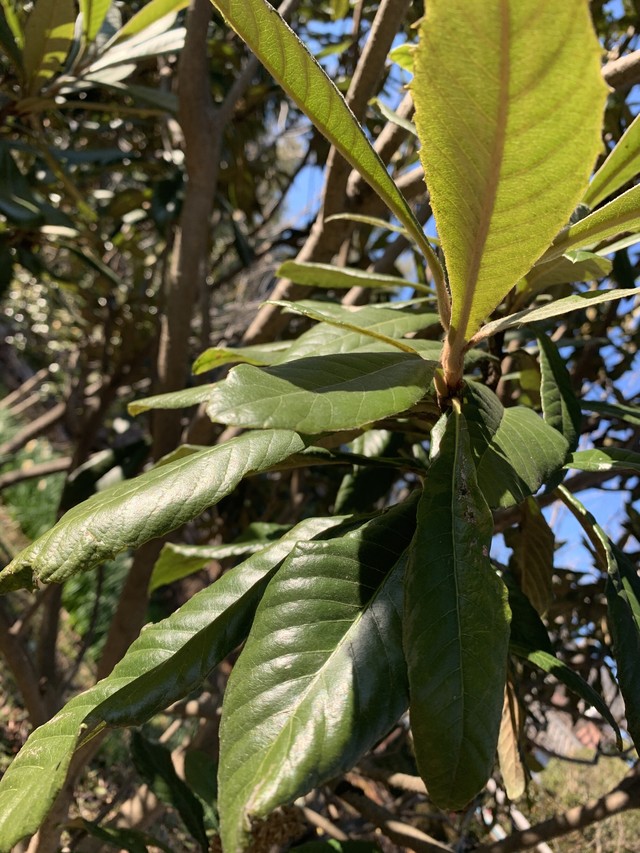 葉 びわ の