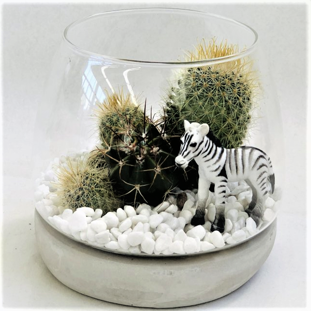 多肉サボテン しまうま 丸ガラス台座付き 送料込 よいはな Yoihana 最高品質のお花をお届けするネット通販