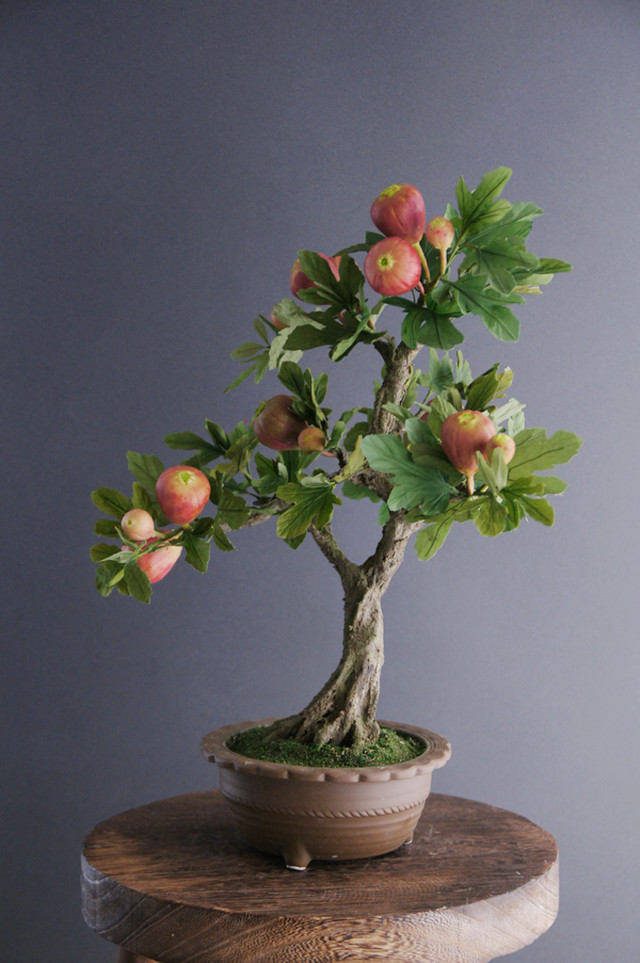 盆栽 いちじく Ficus Bonsai 9 Oh Bonsai