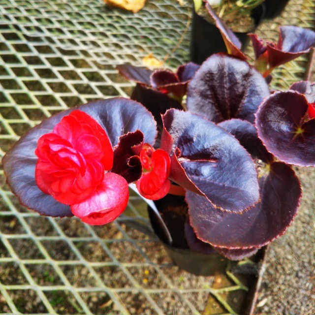 黒葉八重咲きベゴニア10 5cmポット苗 Hanazukin 花ずきん 農家直送の花苗 シンビジュームの花束
