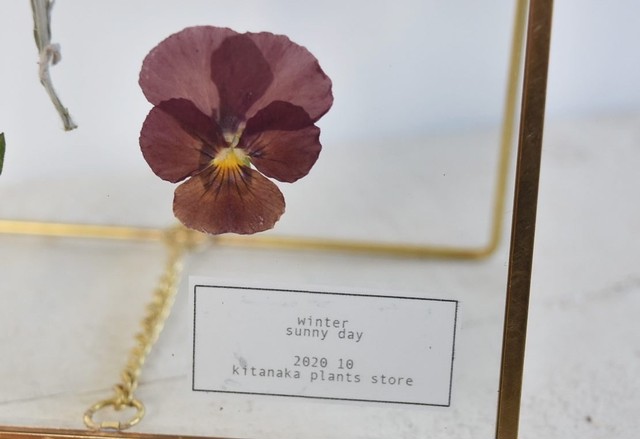 真鍮のガラスフレーム 押し花の標本 Sunny Day 北中植物商店
