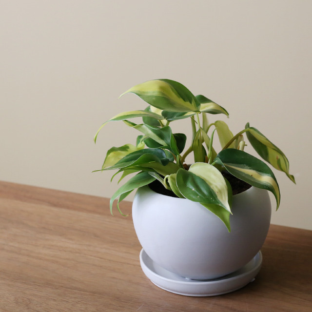 Ayanas アヤナス 観葉植物のセレクトショップ 通販