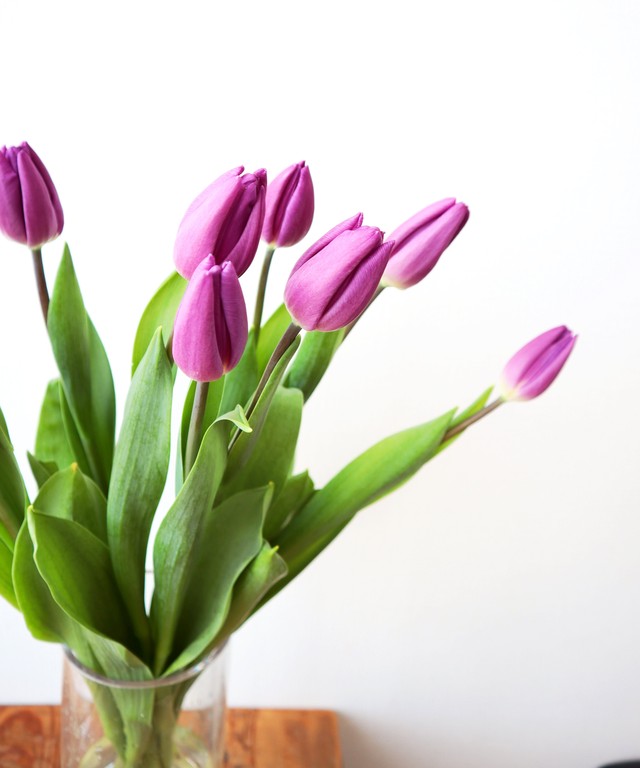 ãƒãƒ¥ãƒ¼ãƒªãƒƒãƒ— Jp Farmers Com