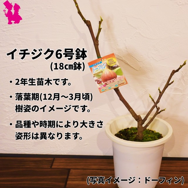 イチジク6号鉢 ビオレ ソリエス2年生大苗 ラベル付き 園芸農家イシヅキちゃんねるショップ