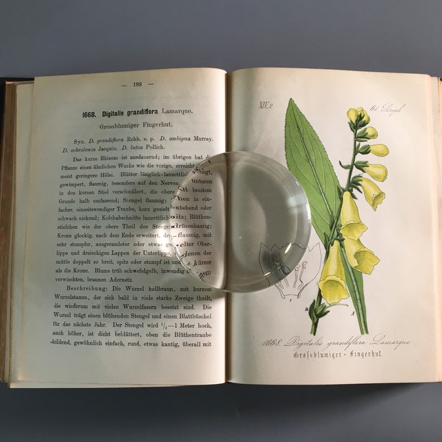 植物図鑑 べるりんのーと