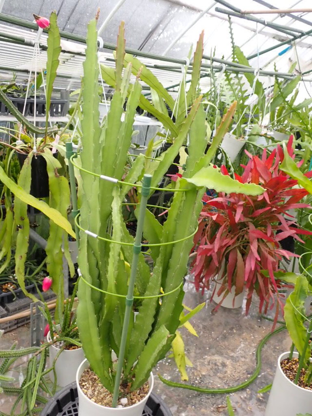 Epiphyllum Hybrid アルテミス 鉢直径１１ ５ｃｍ ｕｎｂｅｒ ｋｅｌｐ クジャクサボテン 販売 森林サボテン 販売