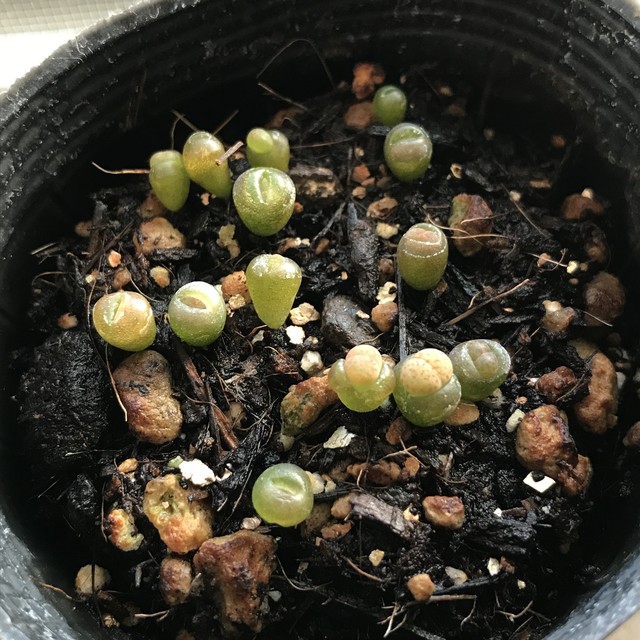 お試し栽培セット リトープスミックス メセン 多肉植物 育て方説明書付き たにくほんぽ