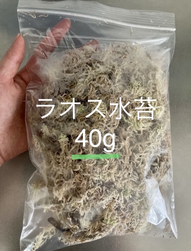 ラオス水苔 40g 梱包おろそかにしない Co Ltd