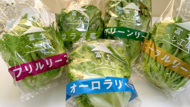 レタス食べくらべセット ５種類 各１個 富士ベジ工房