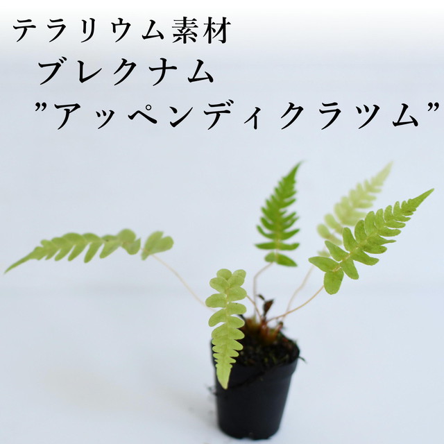 その他の植物 シダ 蘭 苔テラリウム専門ショップ道草