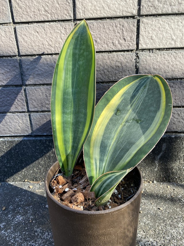 サンセベリア サンスベリア シルバーキング ムーンシャイン Sansevieria Moonshine 観葉植物 Bios Plants