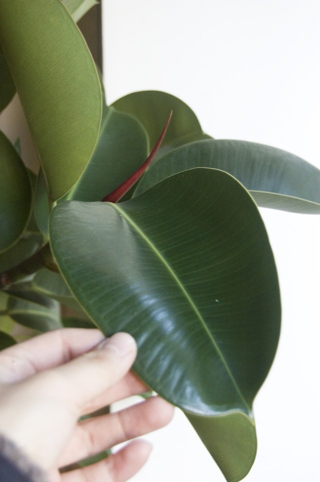 23区内限定配送 フィカス エラスティカ ソフィア Neo Green