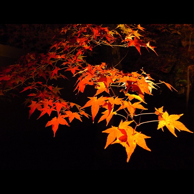 風景イメージ 日本の風景 秋 紅葉 ジョイントショップ