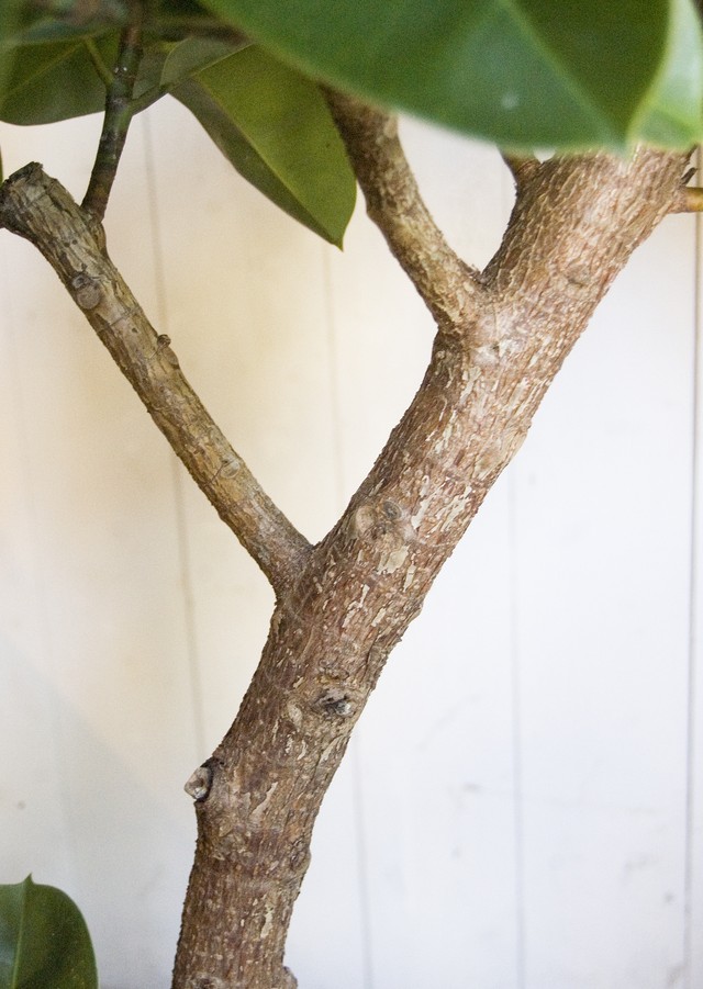 23区内限定配送 フィカス エラスティカ ソフィア Neo Green